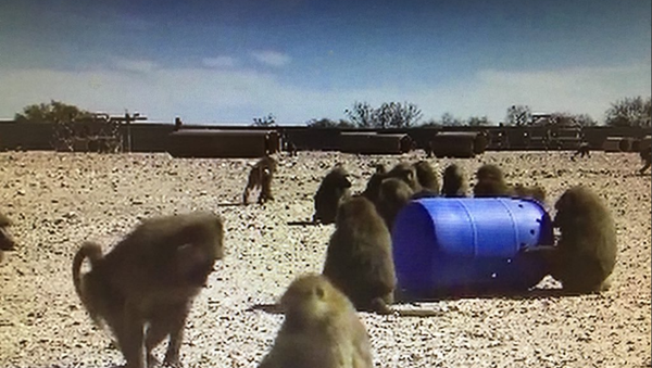 baboons - Sputnik International