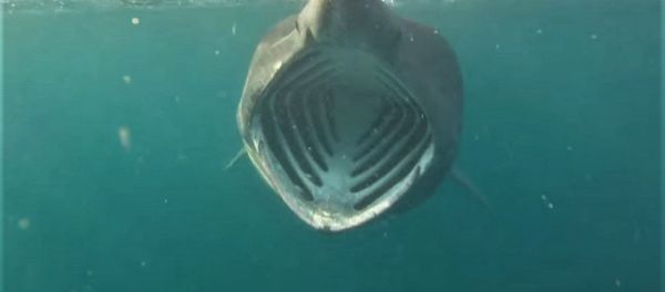 A diver's view of an open-mouthed basking shark - Sputnik International
