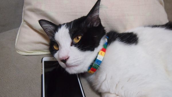 Cat - Sputnik International