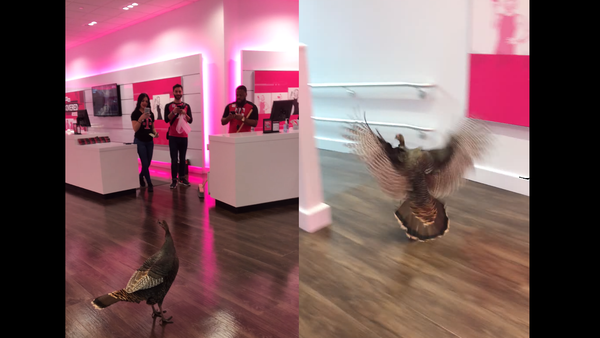 Early Bird Deal? Turkey Trots into T-Mobile - Sputnik International