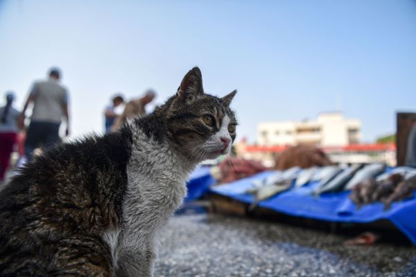 This Week in Pictures: April 14-20 - Sputnik International
