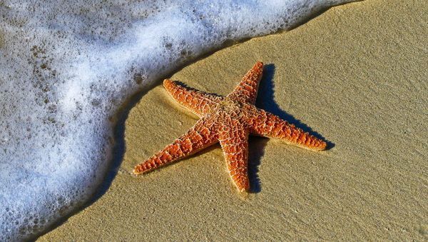 Starfish - Sputnik International