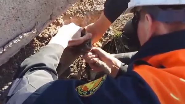 Kazakhstan: Emergency Services Rescue Cat Stuck in Concrete Slab Kazakhstan: Emergency Services Rescue Cat Stuck in Concrete Slab - Sputnik International