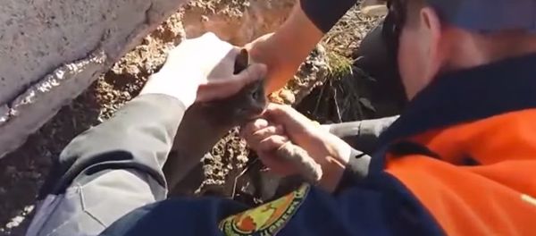 Kazakhstan: Emergency Services Rescue Cat Stuck in Concrete Slab Kazakhstan: Emergency Services Rescue Cat Stuck in Concrete Slab - Sputnik International