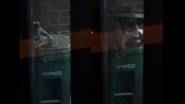 Crafty Critter Outsmarts ‘Raccoon-Proof’ Trash Bin - Sputnik International