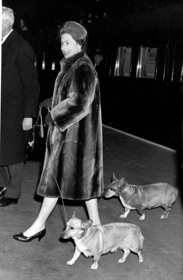 Queen Elizabeth II returns to London from a weekend in the country with her two pet Corgi dogs on Jan. 18, 1965 - Sputnik International