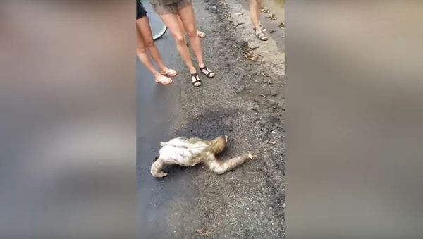 Sloth Rescue Has Unexpected Ending - Sputnik International