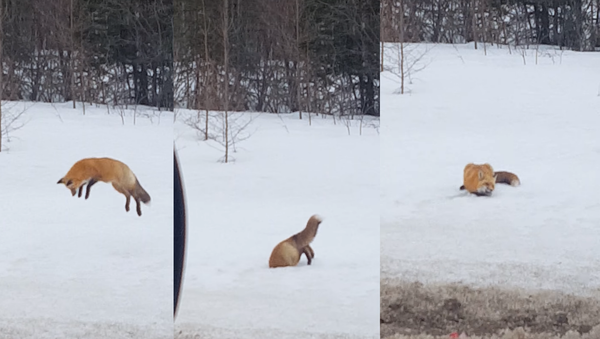 Canadian Red Fox Dives Headfirst in Hunt - Sputnik International