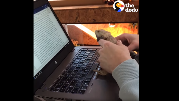 Bearded Dragon Insists on Assisting Owner with Homework - Sputnik International