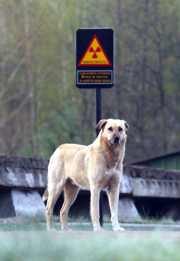 Haunting Chernobyl: Day of Remembrance of Nuclear Catastrophe Haunting Chernobyl: Day of Remembrance of Nuclear Catastrophe - Sputnik International