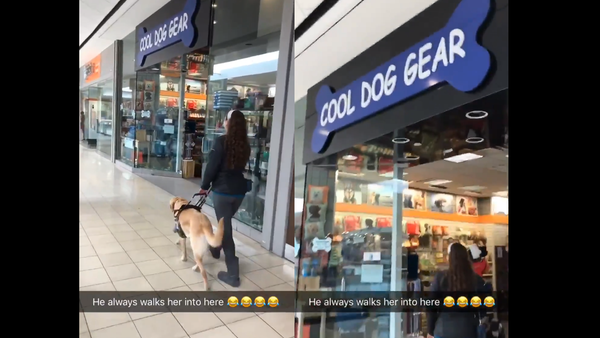 Suave Service: Guide Dog Slyly Leads Owner to Pet Store - Sputnik International