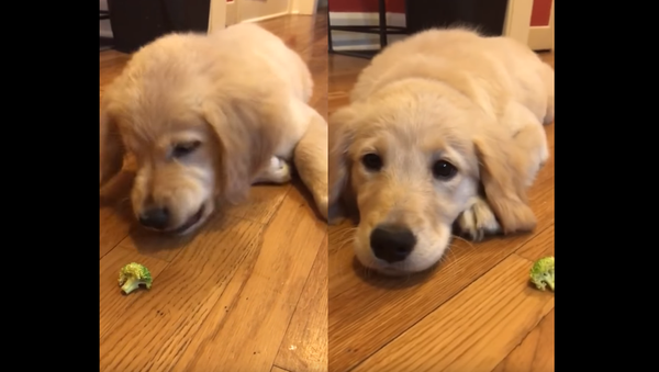Picky Eater: Golden Retriever Refuses to Eat Broccoli - Sputnik International