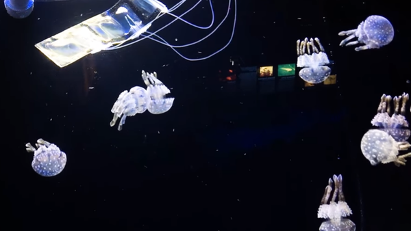 Researchers create eel-like robot to better study marine life Researchers create eel-like robot to better study marine life - Sputnik International