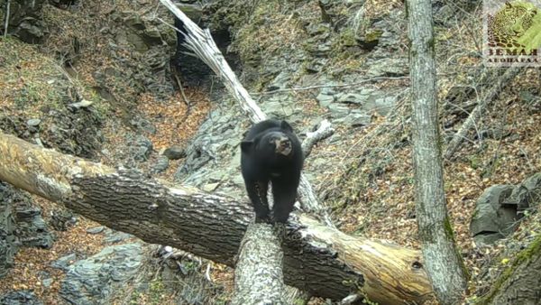 Bear and camera trap in Leopard Land - Sputnik International