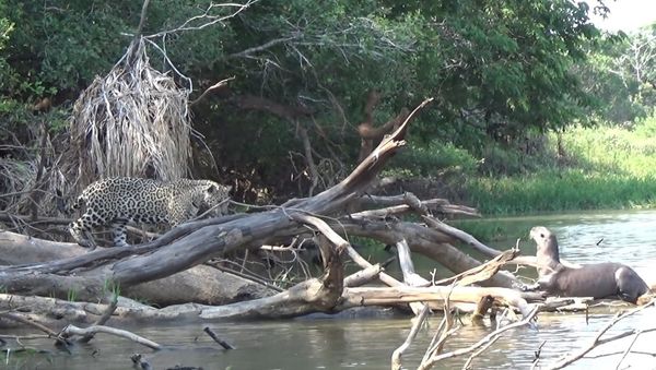 Giant Otter to Jaguars: “Not in My House!” - Sputnik International