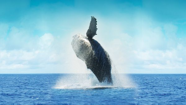 Whale - Sputnik International