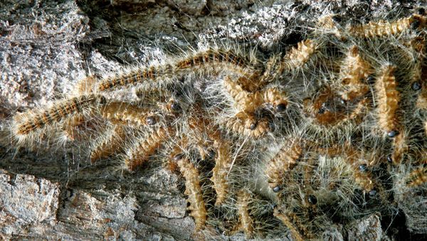Oak processionary moth larvae are seen on a cemetery in Frankfurt, central Germany, Thursday, June 14, 2007. The moth's hairs cause heavy allergic reactions Oak processionary moth larvae are seen on a cemetery in Frankfurt, central Germany, Thursday, June 14, 2007. The moth's hairs cause heavy allergic reactions - Sputnik International