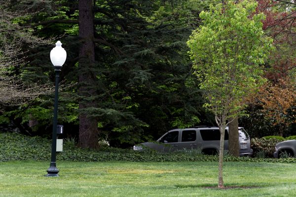 A yellow spot is seen where the tree planted by French President Emmanuel Macron and U.S. President Donald Trump on April 23 stood on the South Lawn of the White House in Washington, U.S., April 28, 2018 A yellow spot is seen where the tree planted by French President Emmanuel Macron and U.S. President Donald Trump on April 23 stood on the South Lawn of the White House in Washington, U.S., April 28, 2018 - Sputnik International
