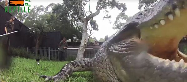 Croc steals GoPro! - Sputnik International
