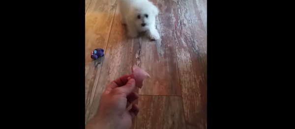 Return to Sender: Puppy Refuses to Eat Meat - Sputnik International