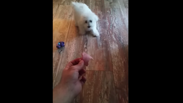Return to Sender: Puppy Refuses to Eat Meat - Sputnik International