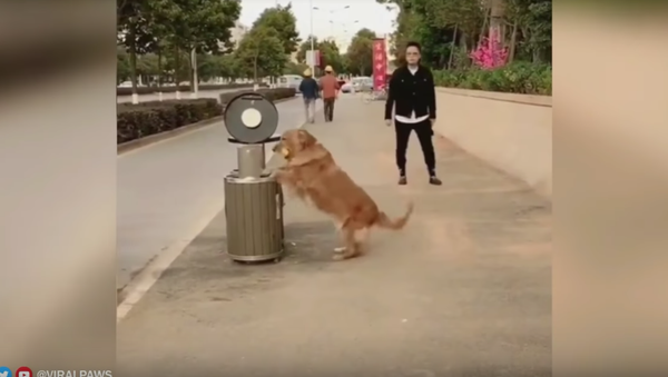 Good Samaritan! Green Golden Retriever Helps Keep Streets Clean - Sputnik International