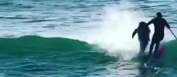 Dolphin knocks off surfer Dolphin knocks off surfer - Sputnik International
