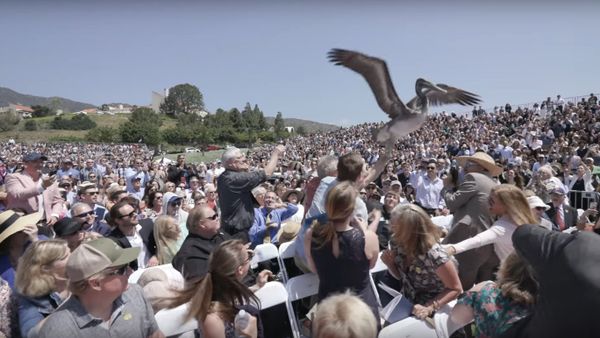 Pelicans crash Pepperdine University graduation - Sputnik International