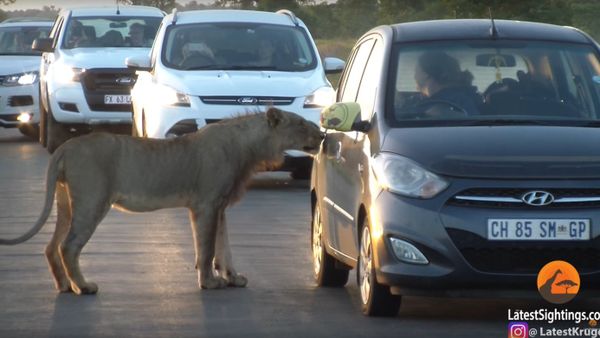 Lion Versus Car's Door! - Sputnik International