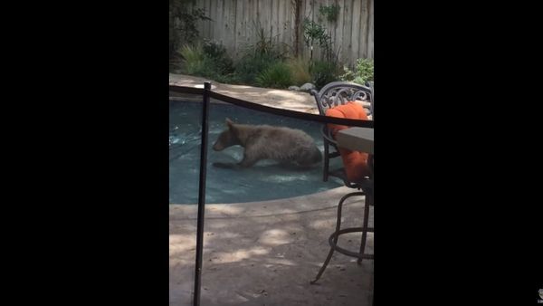 Bear Lounges in Swimming Pool || ViralHog - Sputnik International