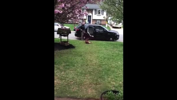 Overworked, Underpaid: K-9 Demands Belly Rubs Before Work - Sputnik International