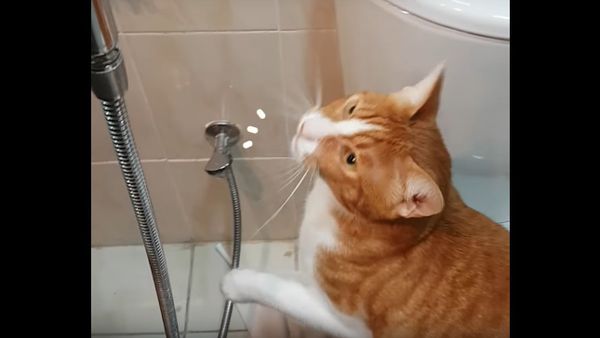 Misty Kitty: Vocal Cat Begs to Be Sprayed - Sputnik International