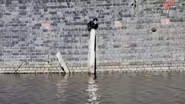 Passerby Rescues a Cat From Watery Trap - Sputnik International