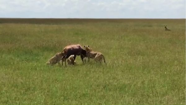 Hyenas epic fail trying to steal from a cheetah coalition - Sputnik International