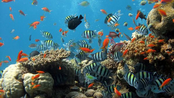Coral Reefs - Sputnik International