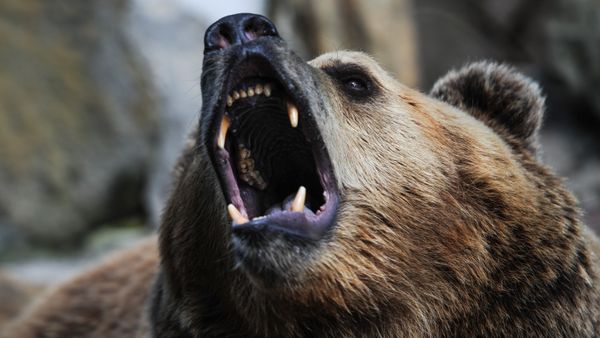 Brown bear Brown bear - Sputnik International
