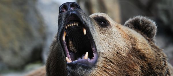 Brown bear Brown bear - Sputnik International