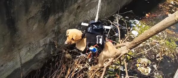 Puppy Rescue You Have Never Seen Before Puppy Rescue You Have Never Seen Before - Sputnik International