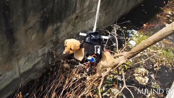 Puppy Rescue You Have Never Seen Before - Sputnik International