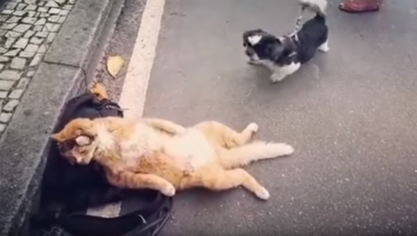 Chillin’ Kitten Refuses to Let Yappy Dog Ruin His Day - Sputnik International