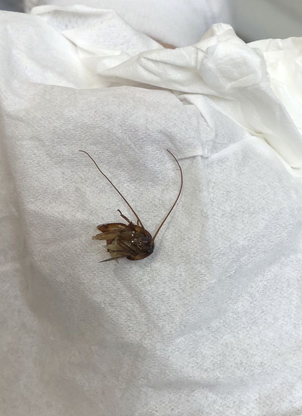 This undated photo photo made available by Katie Holley shows the head of a cockroach. This undated photo photo made available by Katie Holley shows the head of a cockroach. - Sputnik International