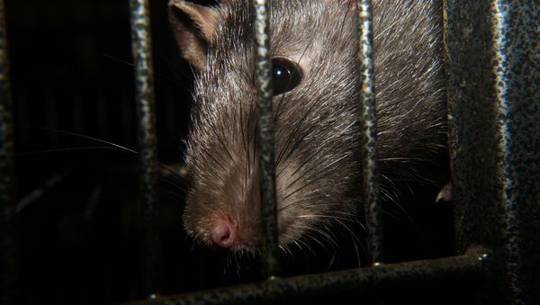Rat Rat - Sputnik International