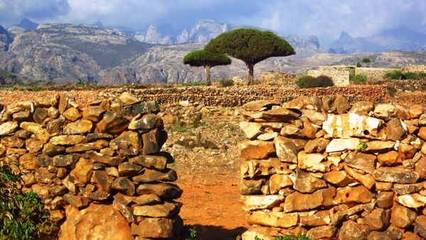 Socotra Island - Sputnik International