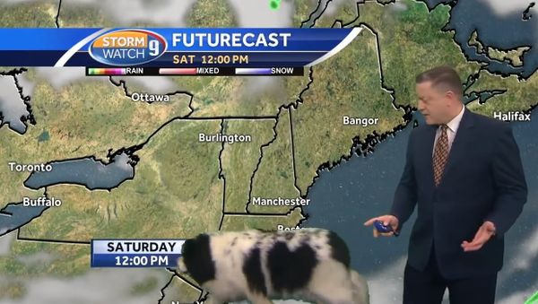 Dog interrupts Josh Judge's live forecast - Sputnik International