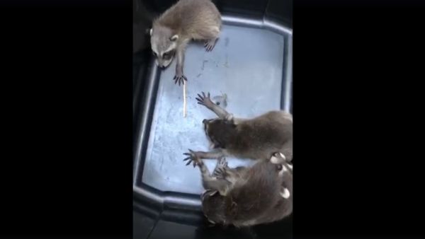 What do you do when you’re sitting in your living room and a raccoon and her 5 babies suddenly fall through the ceiling onto your couch? - Sputnik International