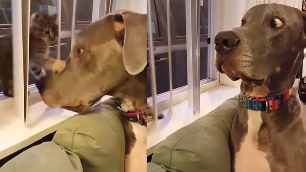‘Get Back!’: Kitten Establishes Boundaries, Stuns Great Dane - Sputnik International