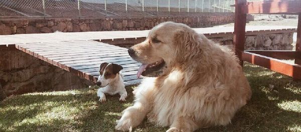 Marcela Temer's dogs Marcela Temer's dogs - Sputnik International