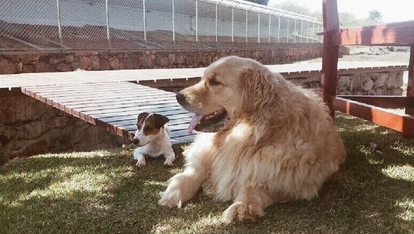 Marcela Temer's dogs - Sputnik International