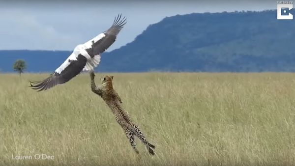 Bird Makes Miraculous Escape From Hungry Leopard - Sputnik International