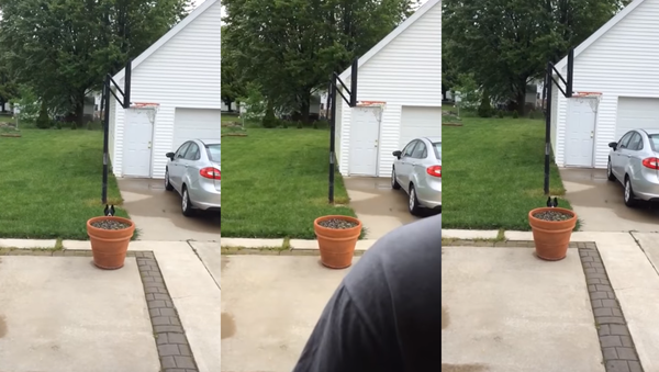 Naughty Pooch Discovers Perfect Hiding Spot - Sputnik International